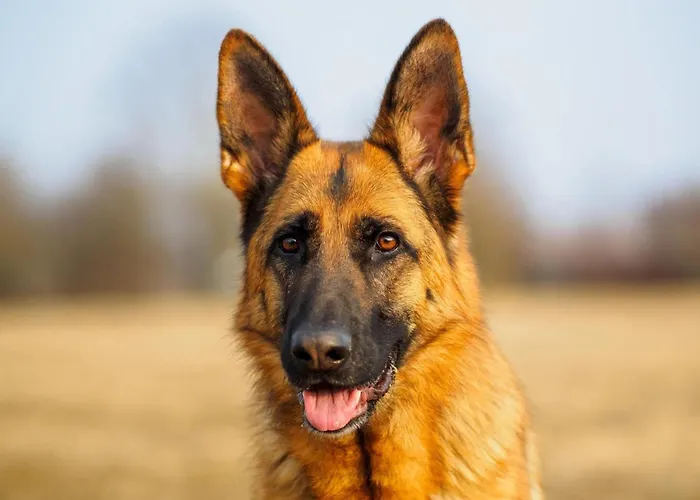 Дом отдыха In With Pools & Vineyards